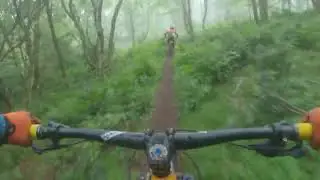 Hopcott Woods