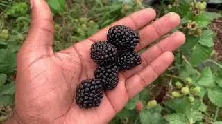 Apache, Natchez & Prime Ark Freedom Blackberries In Season!
