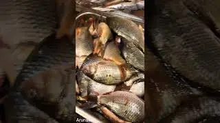 sahri fish small/ #arunblog #shortvideo #fishing #fish  #shortsfeed #shorts #food #viralreels