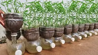 No need to water, super easy vegetable growing tips, no need to care, harvest multiple times