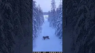 Eurasian Lynx Glides Through Snowy Forest on Drone Footage 😱❄️ | Northern Ghost Cat 2026