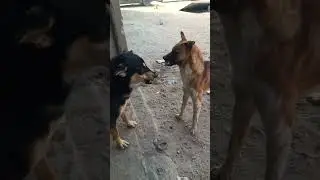 Fighting to mate  dogs The Dodo MrBeast #animals #dogs #puppy #dog #k1 #viral #cats