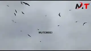 BIRDS OVER JOMO KENYATTA STADIUM, MAMBOLEO JOINING MOURNERS TO MOURN RAILA