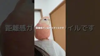 アキクサインコを甘やかしたらこうなります #アキクサインコ #インコのいる暮らし #インコのいる生活 #インコ #インコの日常 #ペット動画 #癒し