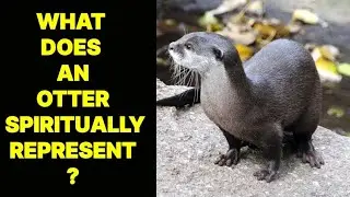 WHAT DOES AN OTTER SPIRITUALLY REPRESENT ?