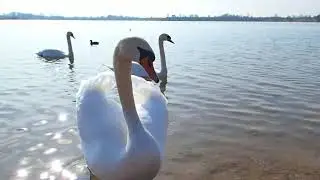 Epple See Karlsruhe Rheinstetten