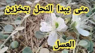 كيفية جمع العسل للمبتدئين وعلامات نجاح موسم الفيض وتوقيت فرز العسل في تربية النحل