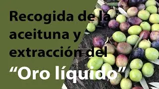 Recogida de la aceituna y extracción del 
