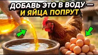 Добавь это в поилку и твои куры начнут нестись каждый день без остановки — проверь сам