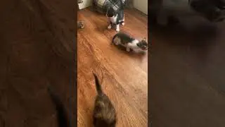 Morning play time with the kittens ❤️ #kitties #kitten #catlover #cat #kittens