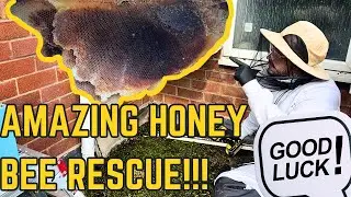 5 YEAR OLD HONEY BEE COLONY RELOCATION - HOW TO SAVE HONEY BEES!