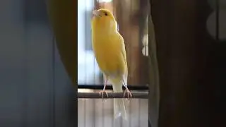 Canary Bird | Canary Singing | Canary  #canary #canarybirdsinging #fyp #viral