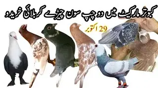 Mandi Main Double Chapp Karbalai Soon cheera kabootar aur Laray Howay kabootar Khredo Arshee pigeons