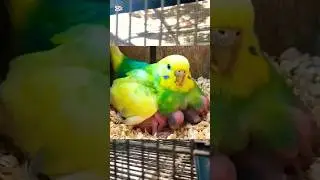 Budgies Parrot Breeding Formula | Cockatiel Breeding Formula | Love Birds Breeding Formula #parrot