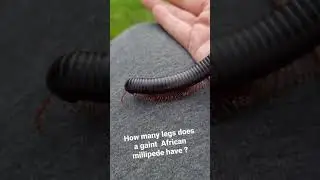 gaint African millipede walking in the sunshine..