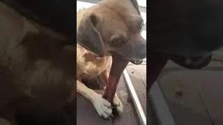 #puggle#puppy playing with her favorite toy🐶