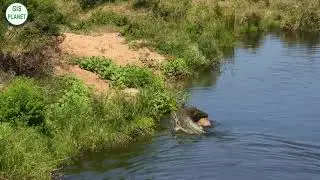 Wildebeest Escapes Small Crocodile to Swim into Jaws of Monster Crocodile