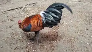 Qaib dib tuaj zoo 2026 nyiam noog tau
