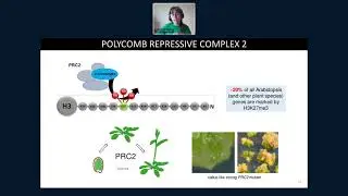 InDepth session: Evolution of PWO proteins and their functions in nuclear dynamics by Sara Farrona