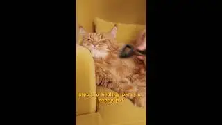 How to Make Your Pet Happier