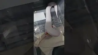 🐍🐍🐍🐍🐍🐍🐍