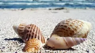 Pearly shells Song......