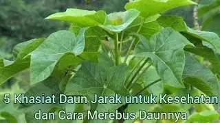 5 Khasiat Daun Jarak untuk Kesehatan dan Cara Merebus Daunnya