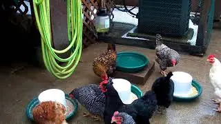 New Country Organics soy free layer feed challenge