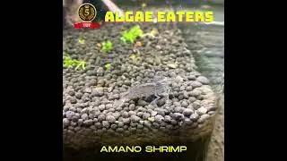 Top 5 Algae Eater