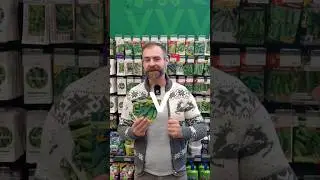 Лучшие огурцы для открытого грунта! Урожай всегда отличный