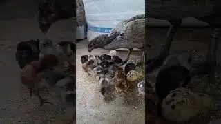 New hatched Aseel chicks #aseelfarming #assel #myfarmupdateaseel