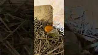 Chicken lays egg with no shell 😳weird egg without shell #chicken #facebook #goat #egg #fyp #shorts