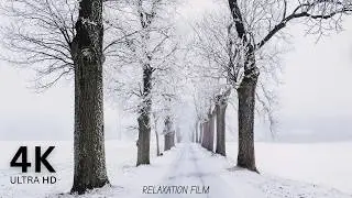 Snowfall  Relaxation &ndash; ❄️ Winter Nature 4K for Deep Sleep & Stress Relief | Calm Ambience