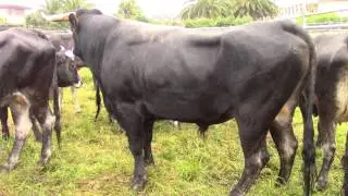 TORO ESPA&Ntilde;OL TUDANCO ( 00006 )