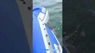 GREAT White Shark SINKS Boat 🦈 #shorts
