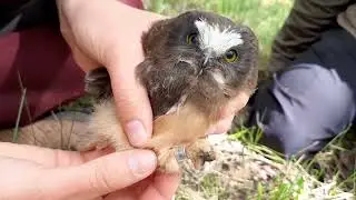BirdBytes - Banding Adorable Owl Chicks