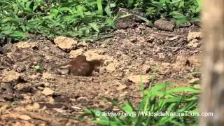 Carolina Wren dust bathing