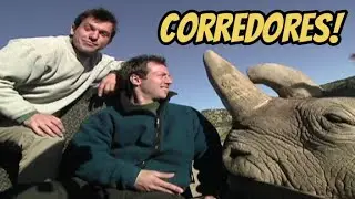 O melhores corredores do mundo animal 🐎: em portugu&ecirc;s🇧🇷 completo/ zoboomafoo