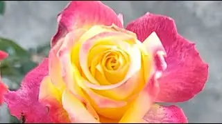 Dr. Seema Verma is live, Rose garden mein welcome everyone 🌷#live#livestream