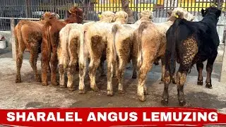 SHARALEL ANGUS LEMUZINGLAR KELDI ✅✅✅14 января 2026 г.