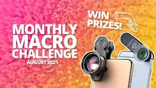 Macro photography Challenge [August 2021]