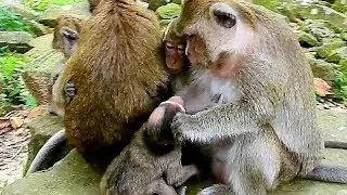 What Wrong Baby Lori, Dolly Fight Poor Baby Monkey Lori Cry Loudly.