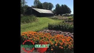 Fleuroselect trial judge: Guus Vogels, Pieterpikzonen (The Netherlands)