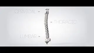 What Are Spinal Cord Injuries? | Wisconsin Spinal Cord Injury Attorney Randy Rozek