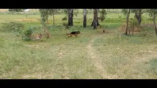 Get your German Shepherd Dog fix here