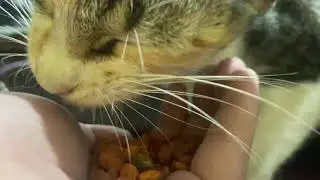 Let&rsquo;s feed my cat 😻