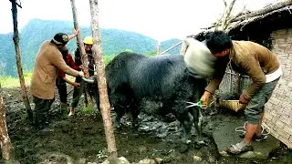 Himalayan Herders Cutting Yak's wool in the  Cowshed || Rural Nepal ||