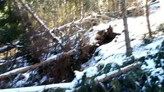 Waldsch&auml;den in der Umgebung