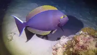 HD Great Barrier Reef - Ocean Night Life