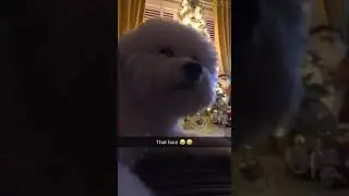 Bichon frises are the most stubborn dogs 🤣❤️💙 #bichonfrise #doglife